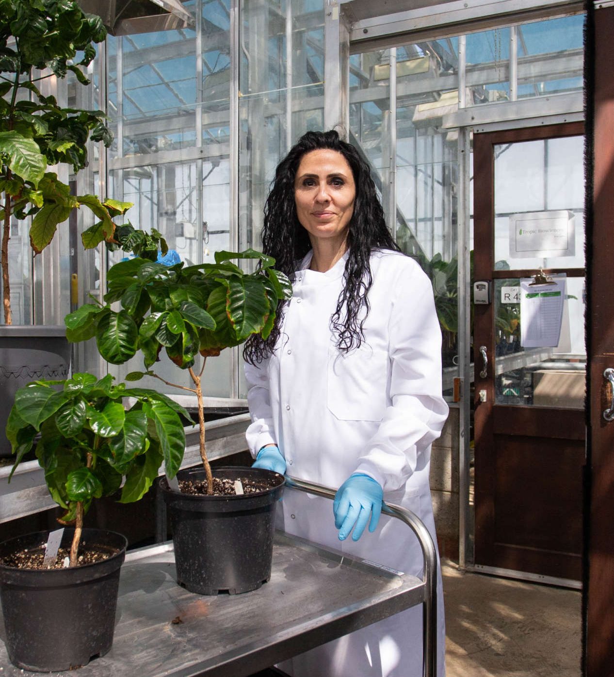 Researcher in a greenhouse with coffee plants